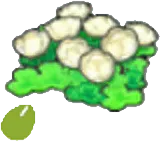 Skyland-flower seeds