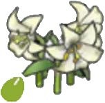 Elegant-flower seeds