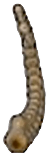 Tundra Fossil (tail)