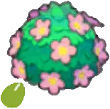 Adorable-hedge seeds