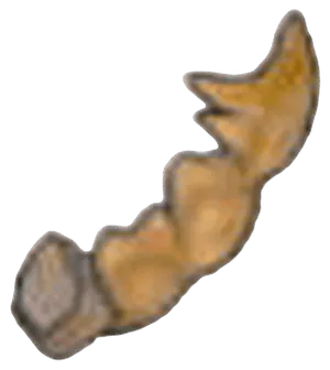 Despot Fossil (tail)