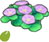 Seashore-flower seeds